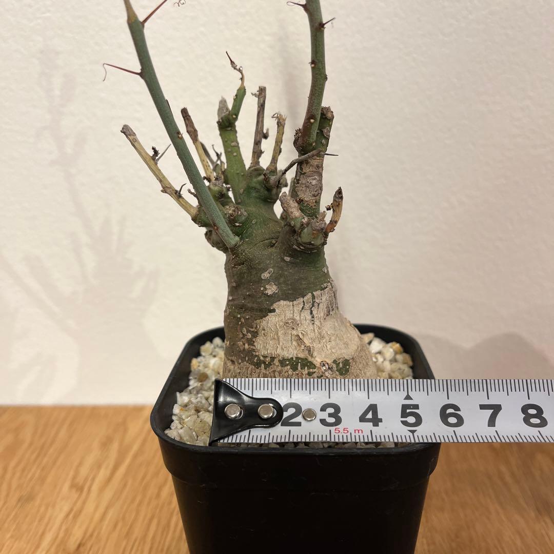 アデニア　スピノーサ　有名店購入