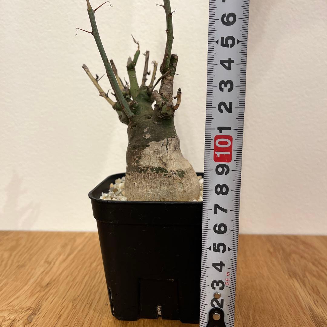 アデニア　スピノーサ　有名店購入