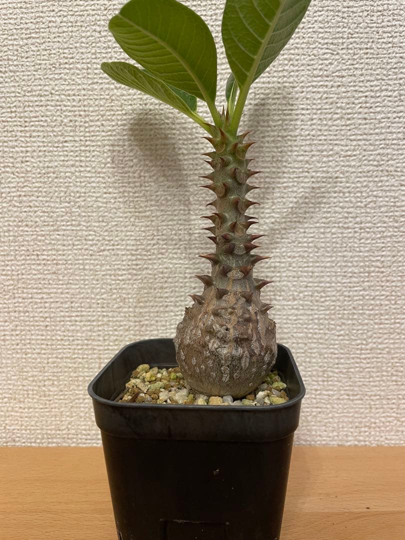 パキポディウム ウィンゾリー 実生