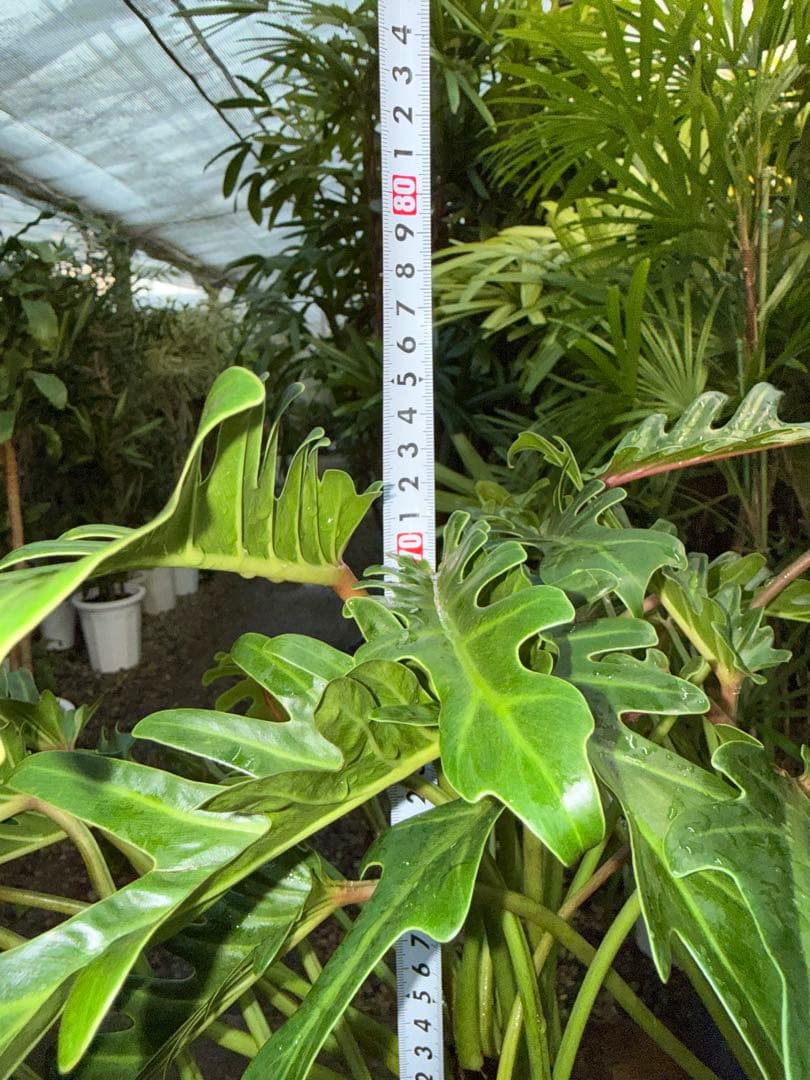 特級品】フィロデンドロン クッカバラ 幹立ち 根上り 特大極上株