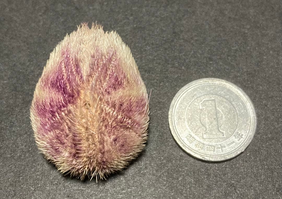 ネズミブンブク　ブンブク棘付き　ウニ殻