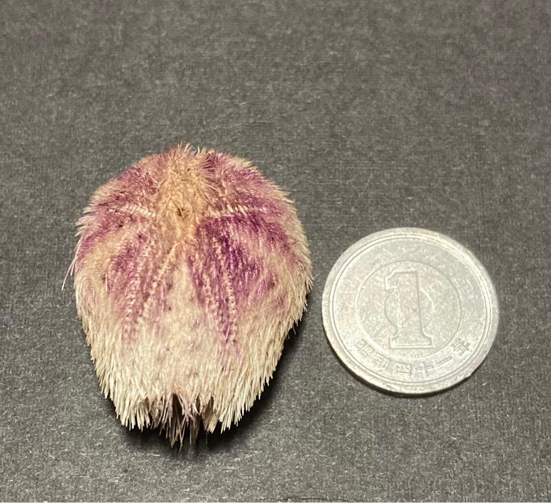 ネズミブンブク　ブンブク棘付き　ウニ殻