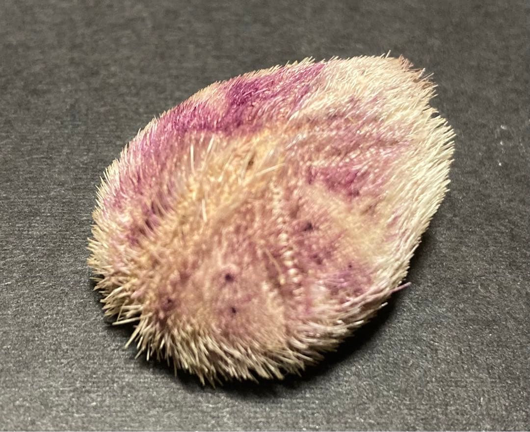 ネズミブンブク　ブンブク棘付き　ウニ殻