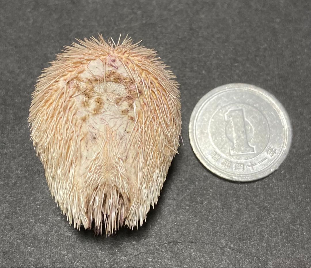 ネズミブンブク　ブンブク棘付き　ウニ殻