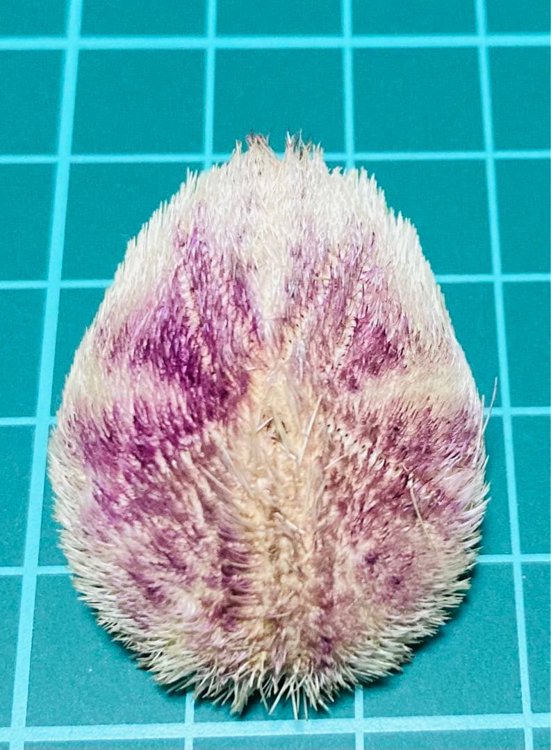 ネズミブンブク　ブンブク棘付き　ウニ殻