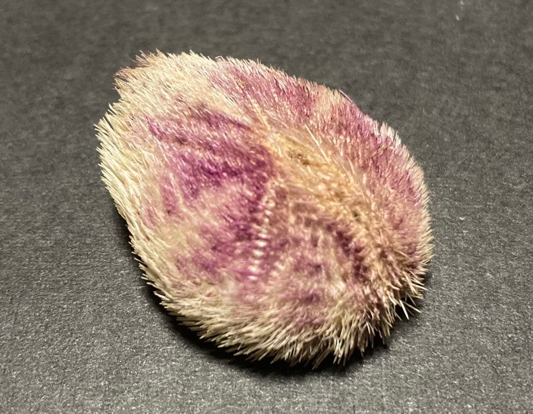 ネズミブンブク　ブンブク棘付き　ウニ殻