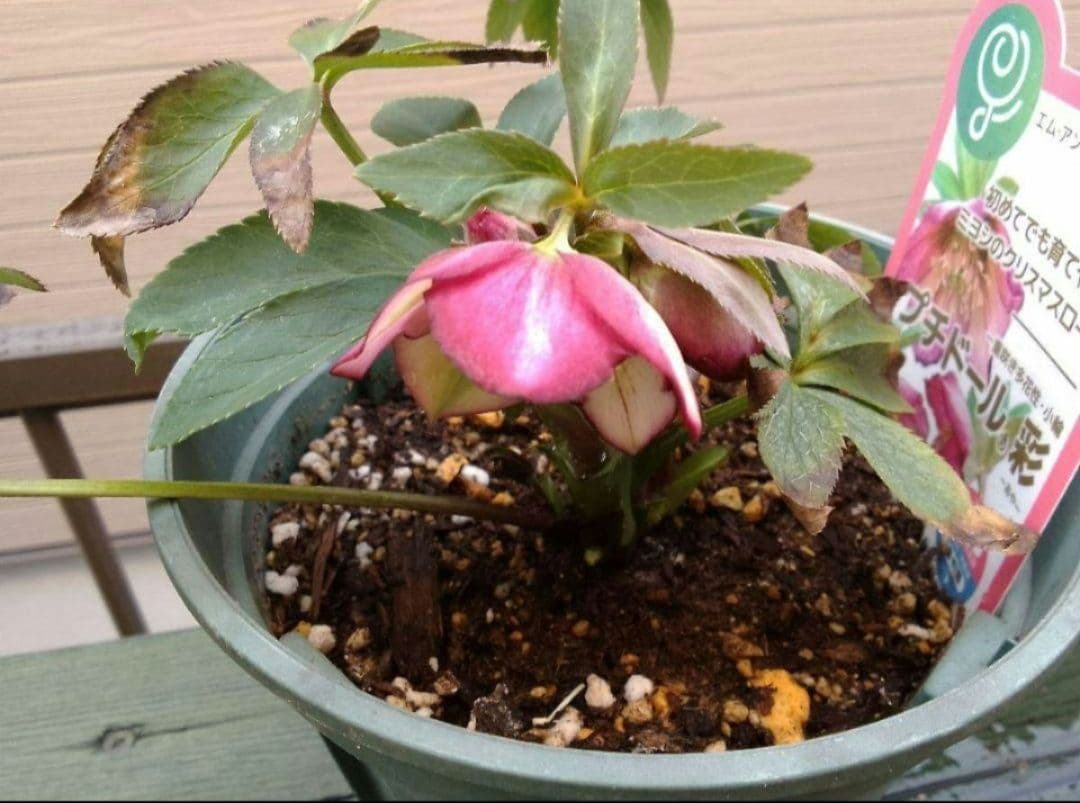 開花中　つぼみ付◆プチドール彩◆ラベル付◆ミヨシのクリスマスローズ◆メリクロン苗