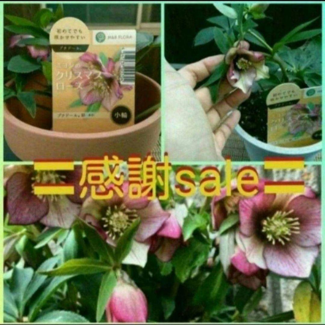 開花中　つぼみ付◆プチドール彩◆ラベル付◆ミヨシのクリスマスローズ◆メリクロン苗