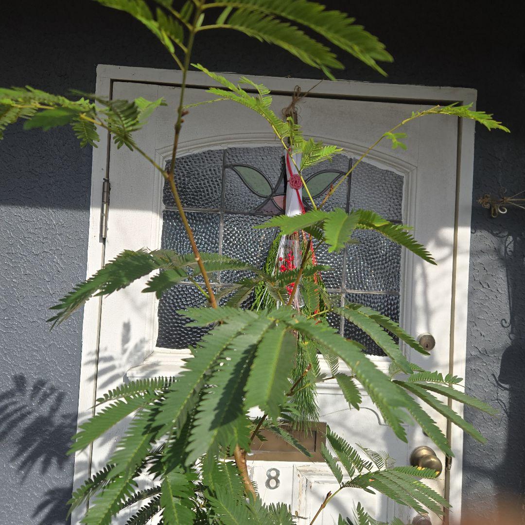 ⑤ エバーフレッシュ 曲がり仕立て10号特大苗木最高等級極上品