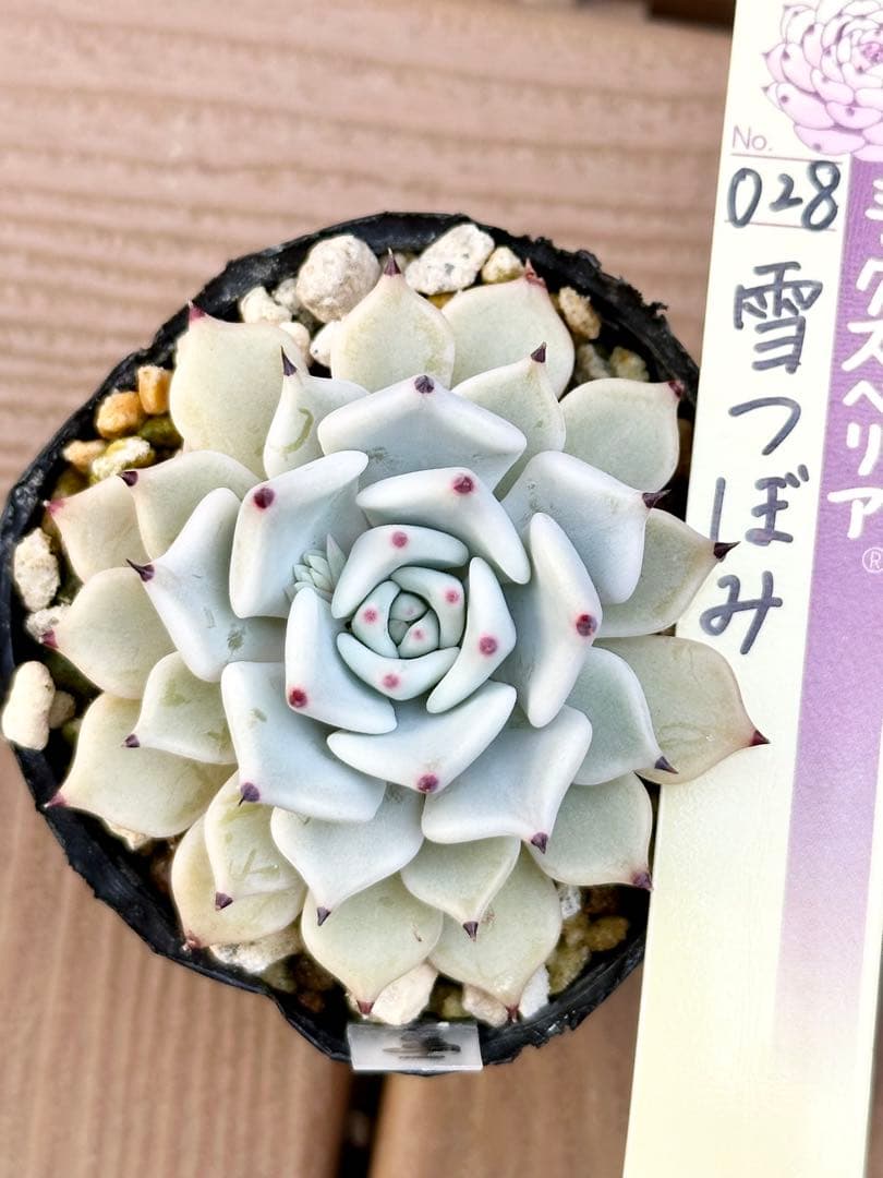 熟株 ミックスベリア 雪つぼみ おらいさん 根付き苗 多肉植物 - メルカリ