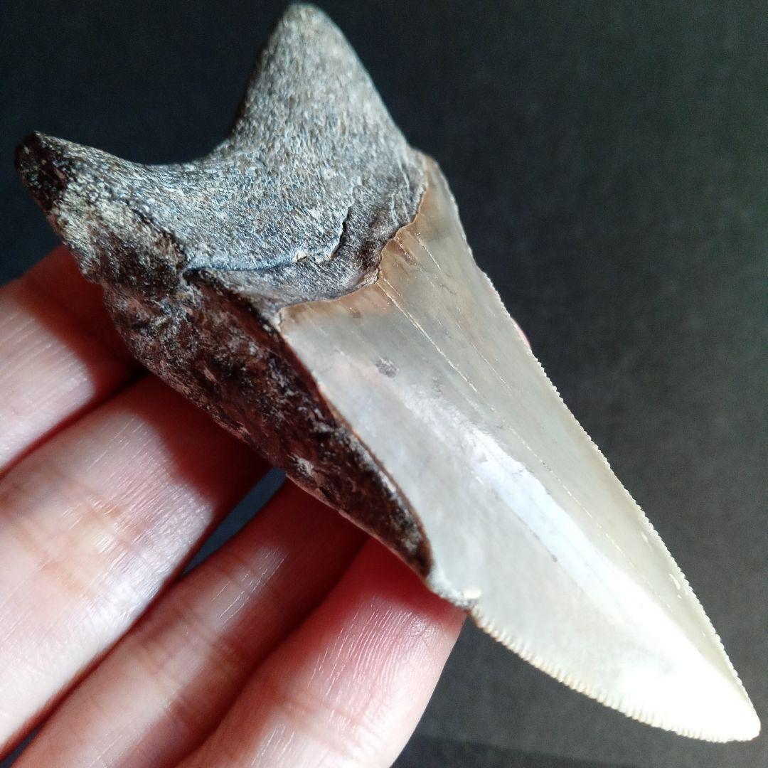 サメの歯　USA　メガロドン　歯化石　特大　美麗　ノースカロライナ産　91mm