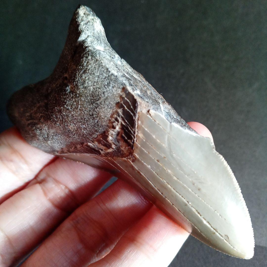 サメの歯　USA　メガロドン　歯化石　特大　美麗　ノースカロライナ産　91mm