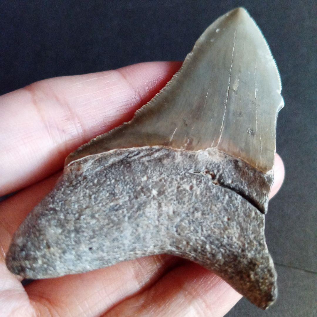 サメの歯　USA　メガロドン　歯化石　特大　美麗　ノースカロライナ産　91mm