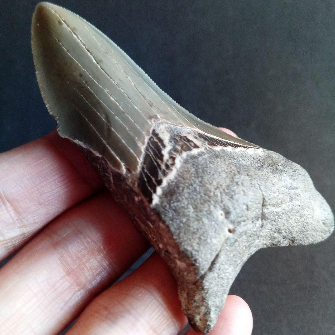 サメの歯　USA　メガロドン　歯化石　特大　美麗　ノースカロライナ産　91mm