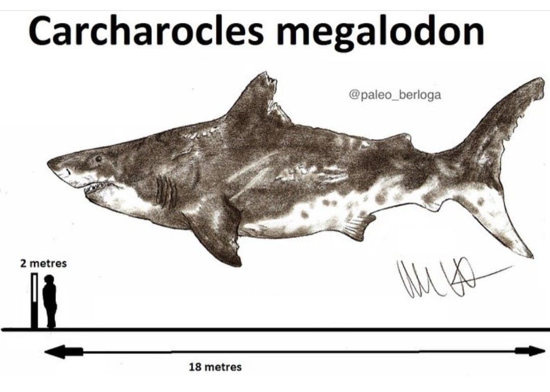 サメの歯　USA　メガロドン　歯化石　特大　美麗　ノースカロライナ産　91mm