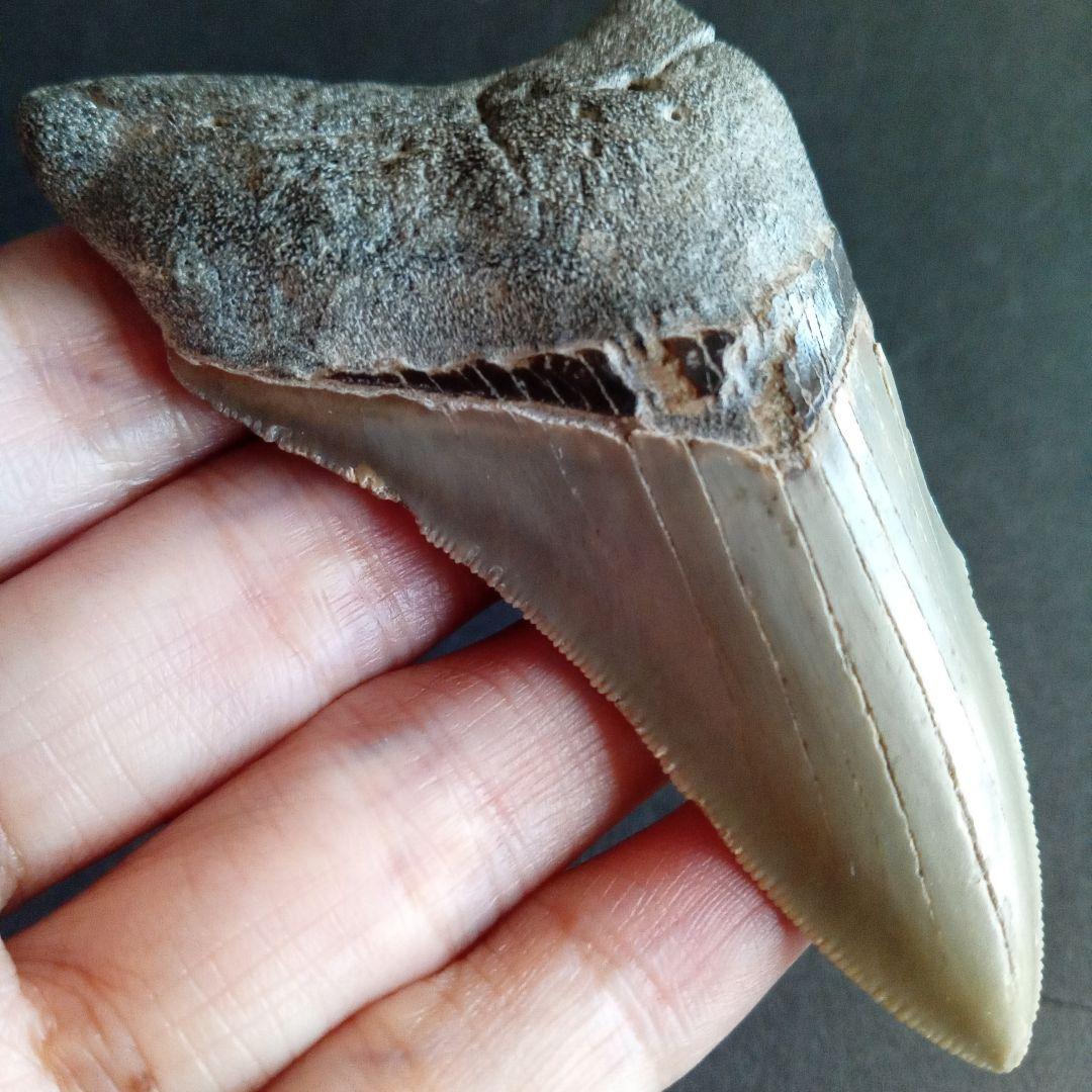 サメの歯　USA　メガロドン　歯化石　特大　美麗　ノースカロライナ産　91mm
