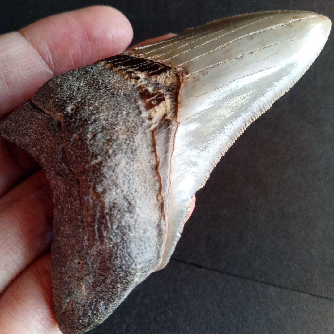 サメの歯　USA　メガロドン　歯化石　特大　美麗　ノースカロライナ産　91mm