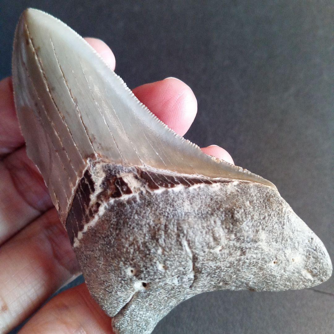 サメの歯　USA　メガロドン　歯化石　特大　美麗　ノースカロライナ産　91mm