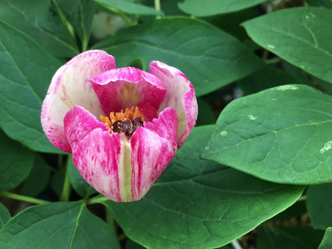 ＮＯ２◆【凪帆紅乱】×【花魁】◆交配ヤマシャクヤク実生４年生苗