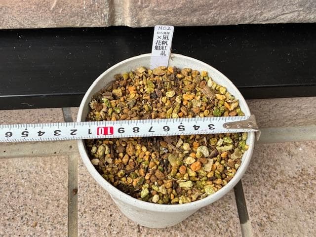 ＮＯ２◆【凪帆紅乱】×【花魁】◆交配ヤマシャクヤク実生４年生苗