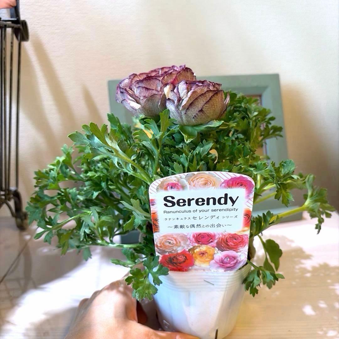 ラナンキュラス　セレンディ　アンティークカラー　キメラ咲き　ポット苗《2/11》