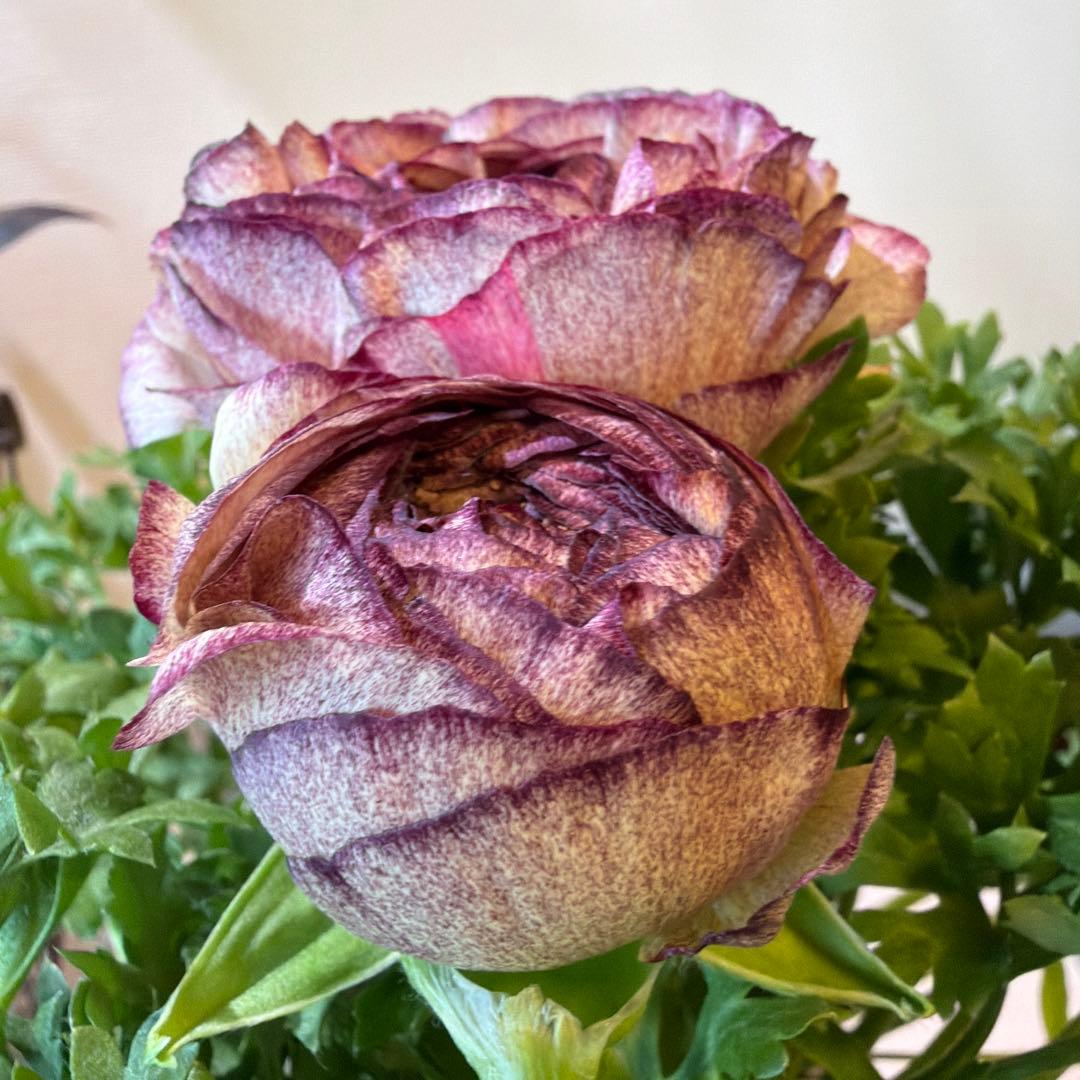 ラナンキュラス　セレンディ　アンティークカラー　キメラ咲き　ポット苗《2/11》