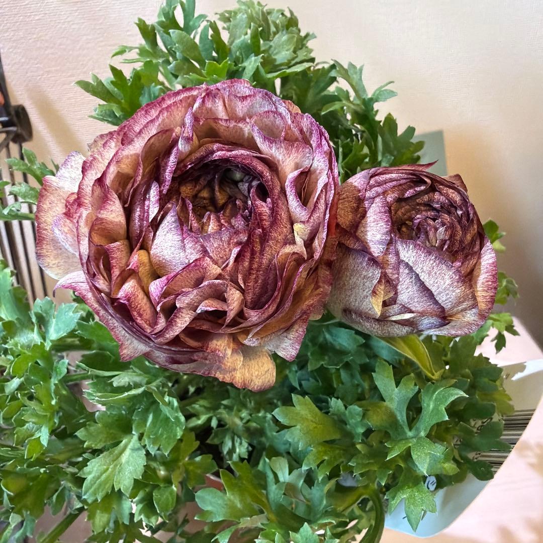 ラナンキュラス　セレンディ　アンティークカラー　キメラ咲き　ポット苗《2/11》