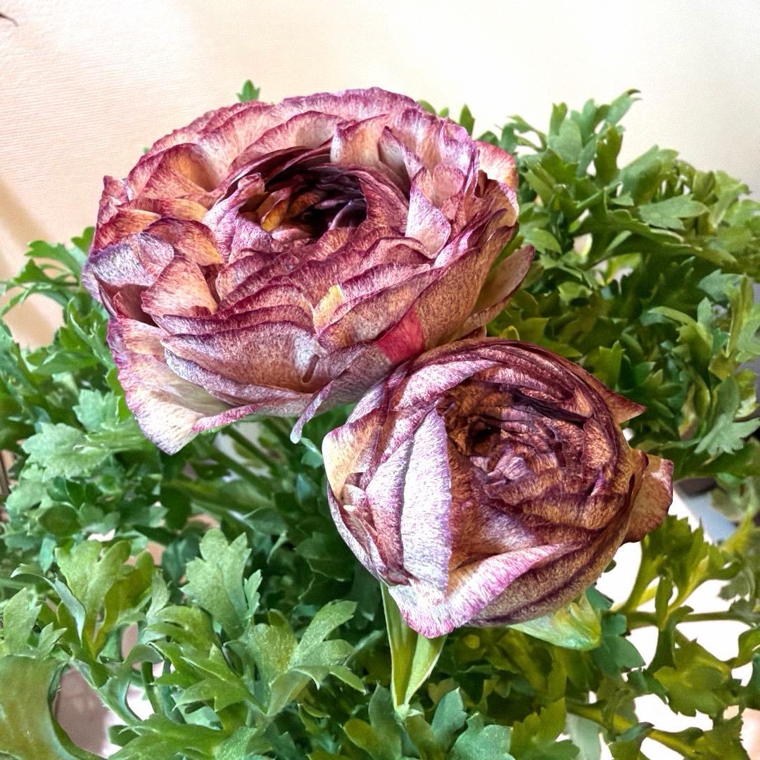 ラナンキュラス　セレンディ　アンティークカラー　キメラ咲き　ポット苗《2/11》