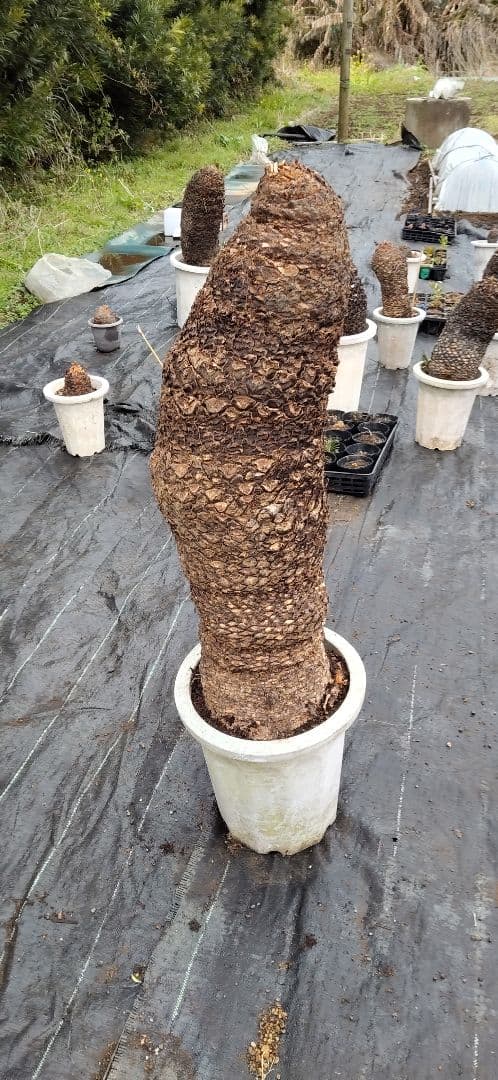 ドスコイ級のソテツ。10号プラ鉢 高さ1m07cm程(鉢底から)　数ケの子株付き