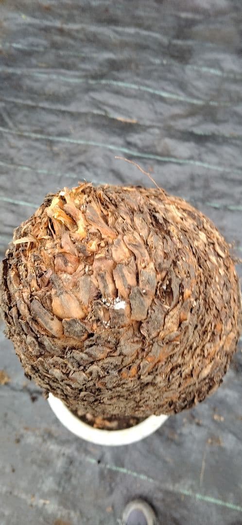 ドスコイ級のソテツ。10号プラ鉢 高さ1m07cm程(鉢底から)　数ケの子株付き