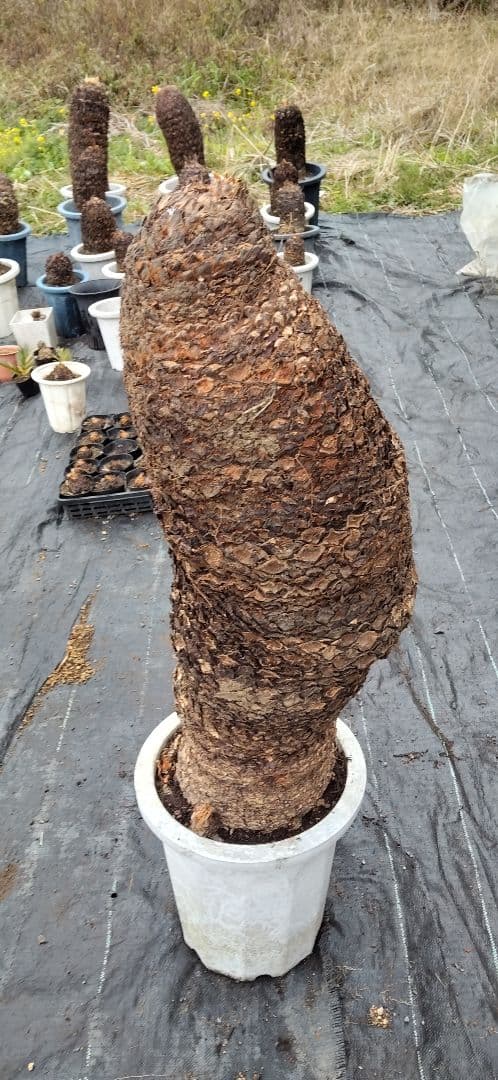 ドスコイ級のソテツ。10号プラ鉢 高さ1m07cm程(鉢底から)　数ケの子株付き