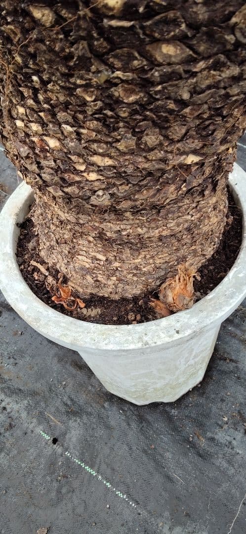 ドスコイ級のソテツ。10号プラ鉢 高さ1m07cm程(鉢底から)　数ケの子株付き