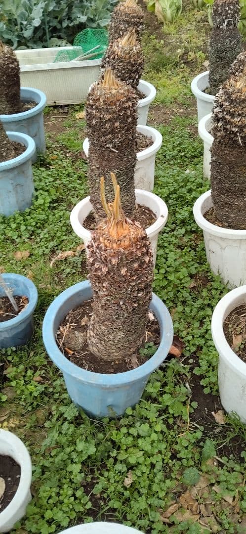 ドスコイ級のソテツ。10号プラ鉢 高さ1m07cm程(鉢底から)　数ケの子株付き