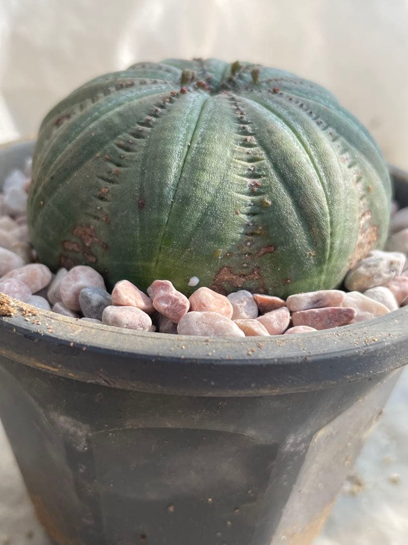 良株星型シンメトリカ 約7センチ 下部木質化