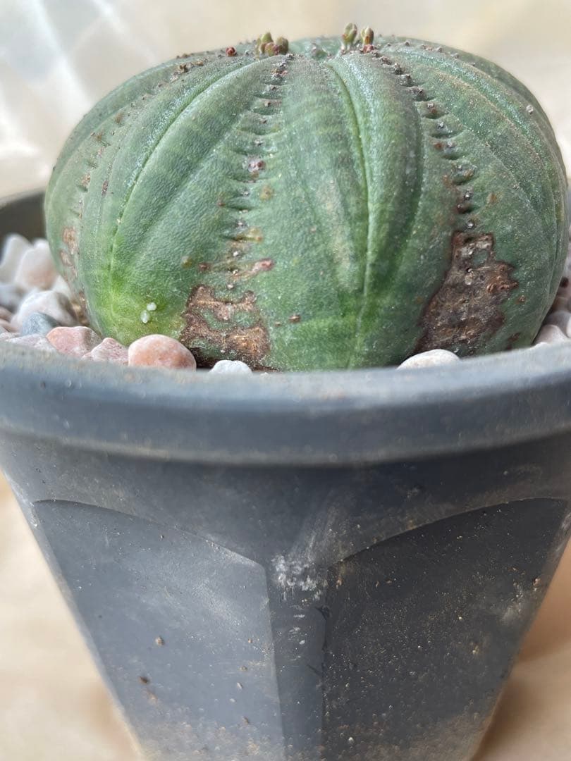 良株星型シンメトリカ 約7センチ 下部木質化