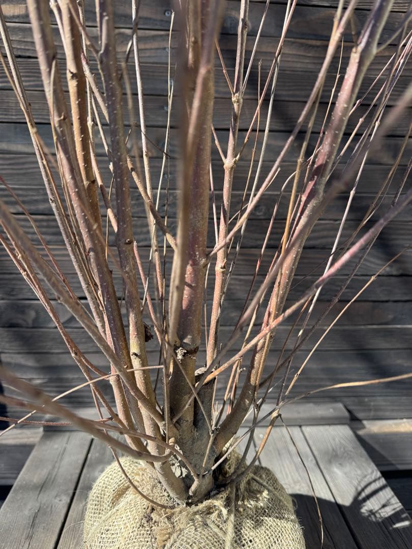 カツラ（桂）本株立ち【現品発送】管理 80049