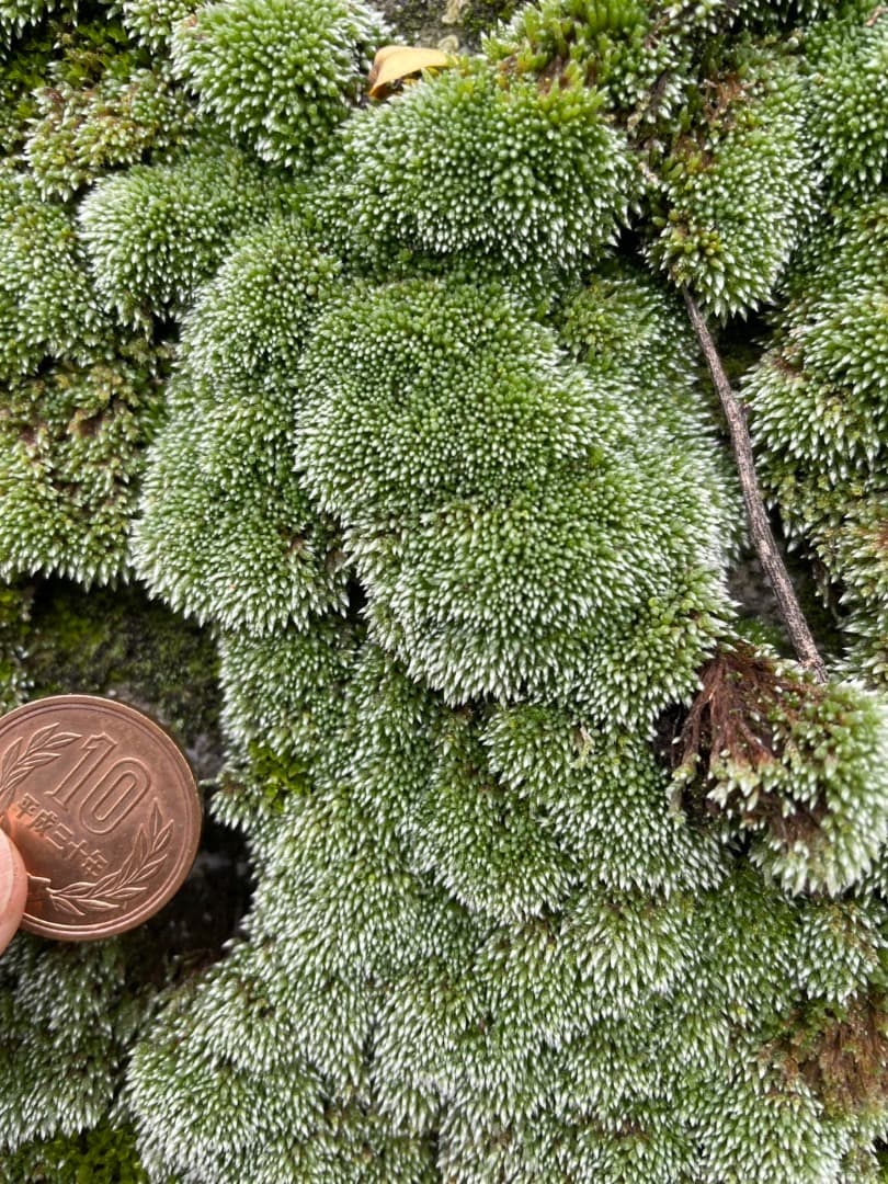 ギンゴケ　銀苔　生育状況確認用ページ