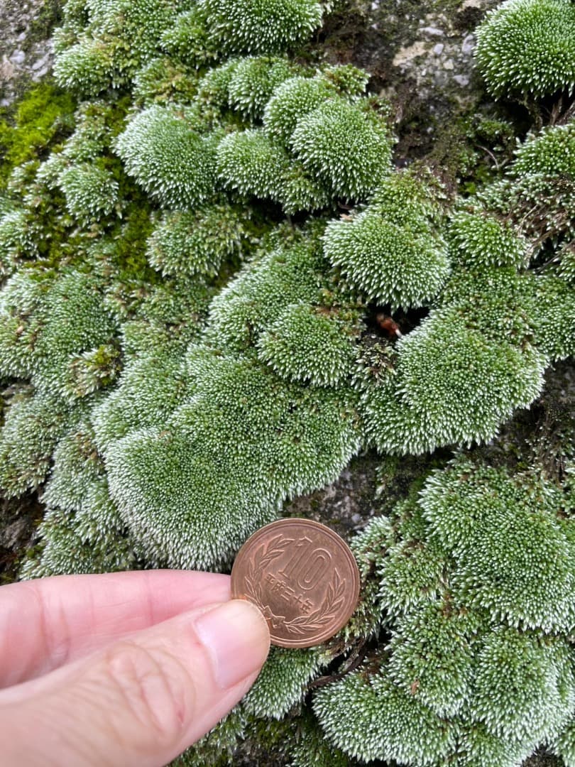 ギンゴケ　銀苔　生育状況確認用ページ