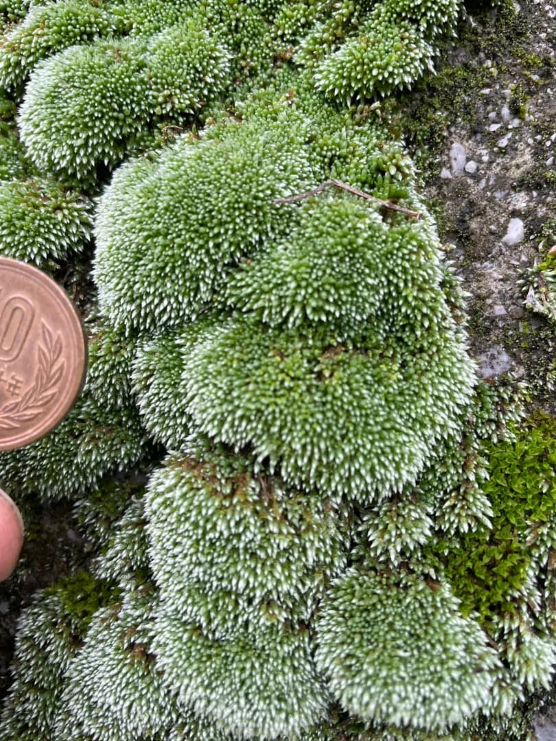 ギンゴケ　銀苔　生育状況確認用ページ