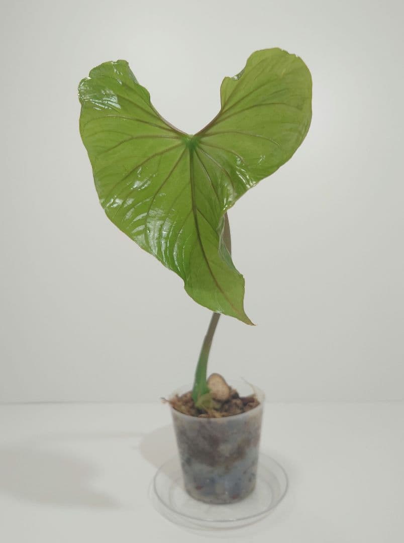 アンスリウム グイルディンギー guildingii - メルカリ