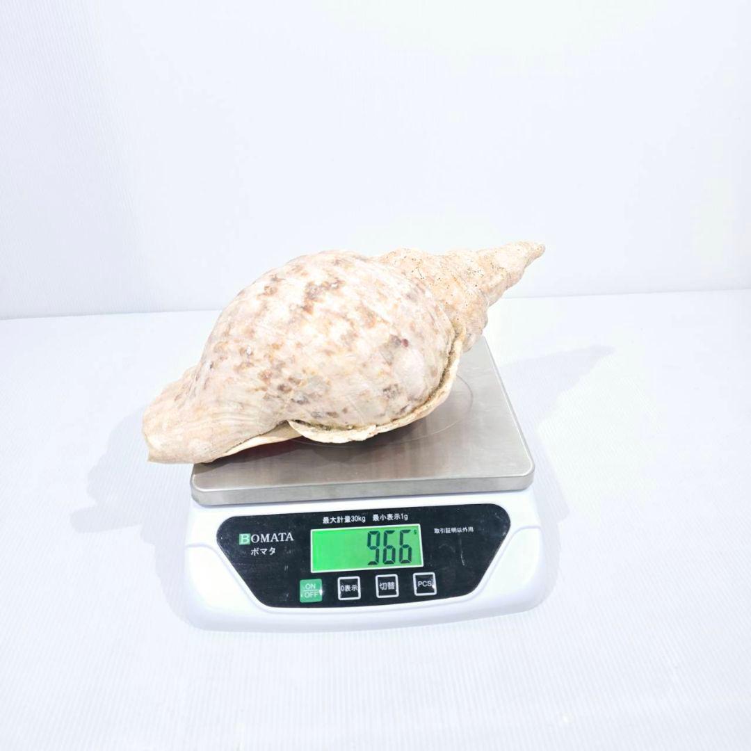 法螺貝 魔除け ほら貝 ホラ貝 30cm オブジェ