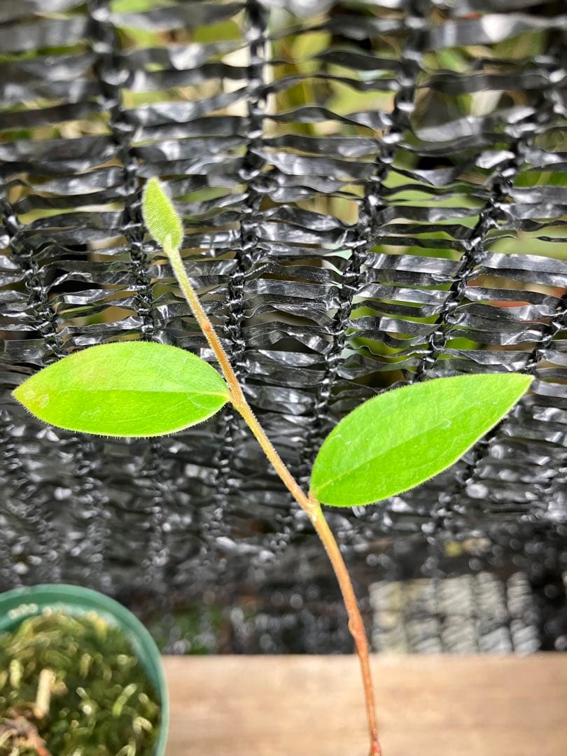 着生ツツジ Macleania insignis マクレアニア - メルカリ