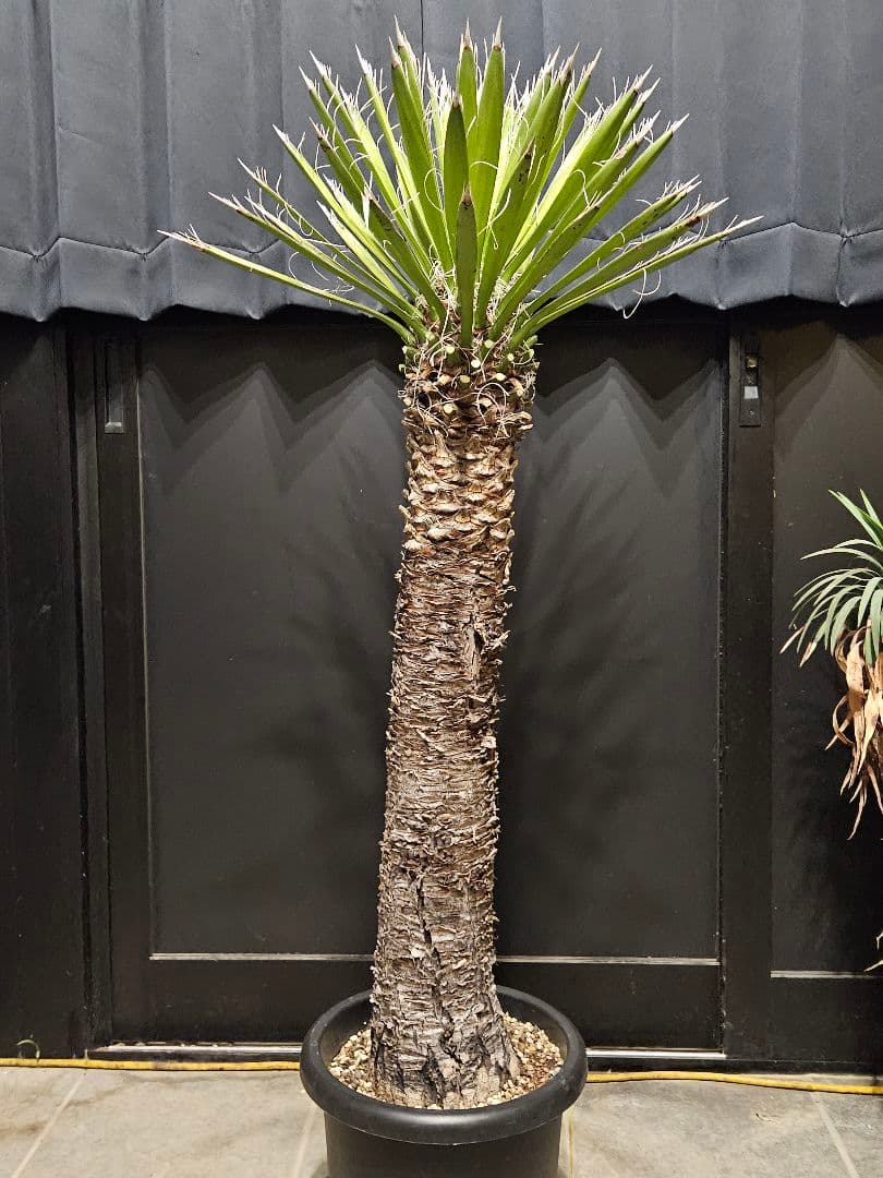 専用出品 特、リピ割 ユッカ フィリフェラ (せ)