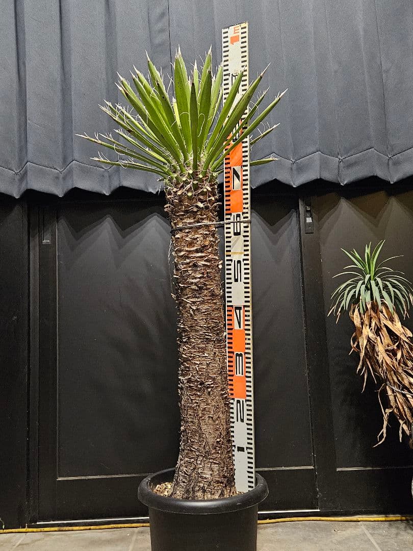 専用出品 特、リピ割 ユッカ フィリフェラ (せ)