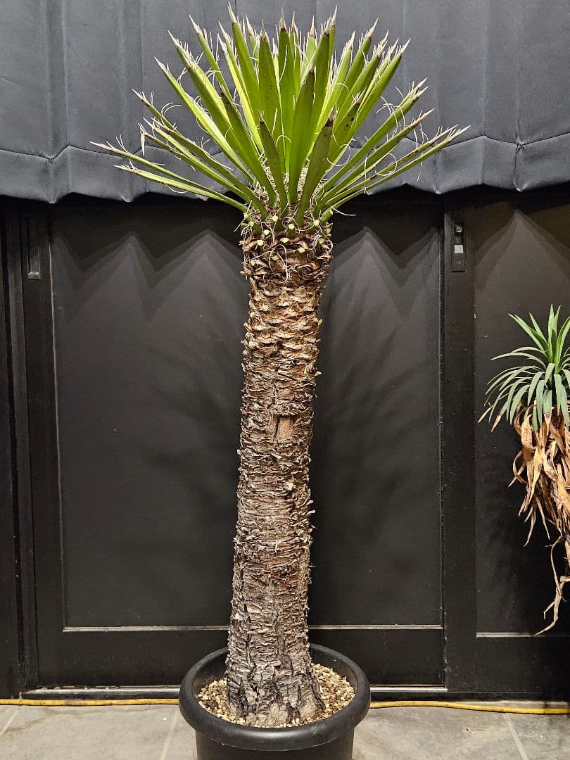 専用出品 特、リピ割 ユッカ フィリフェラ (せ)