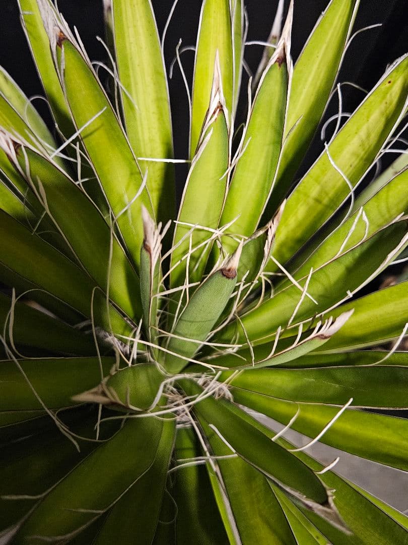 専用出品 特、リピ割 ユッカ フィリフェラ (せ)