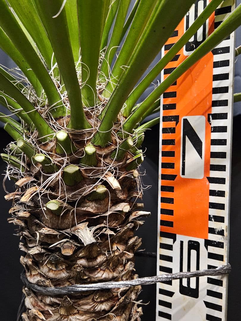 専用出品 特、リピ割 ユッカ フィリフェラ (せ)