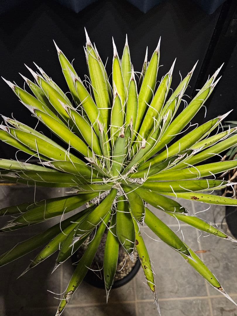 専用出品 特、リピ割 ユッカ フィリフェラ (せ)