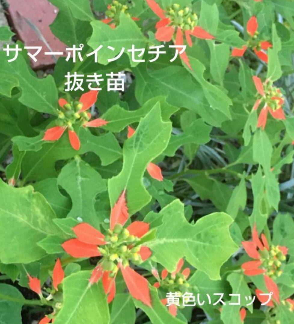 サマーポインセチア(ФωФ)ネコポス 抜き苗 50苗以上