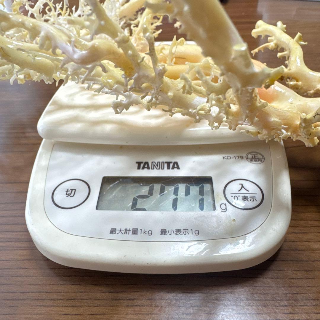 サンゴ　白　桃色　枝珊瑚